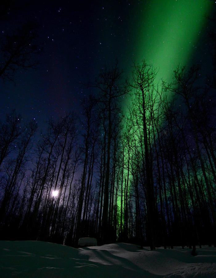 Wildmoon Home Fairbanks Exteriör bild
